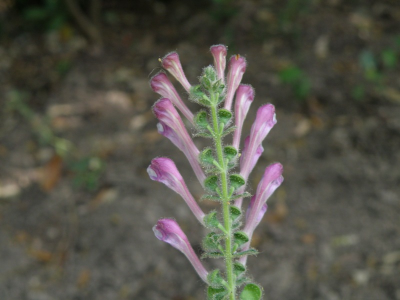 Scutellaria columnae